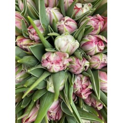 Bouquet de tulipes roses...