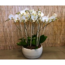 Coupe d’orchidées