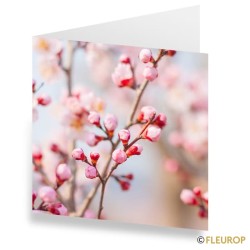 Carte fleurs de cerisier