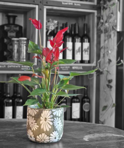 Anthurium avec cache-pot