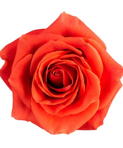 Rose Orange « Flamme Éclatante » à l’Unité