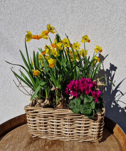 Chantale – Printemps Radieux