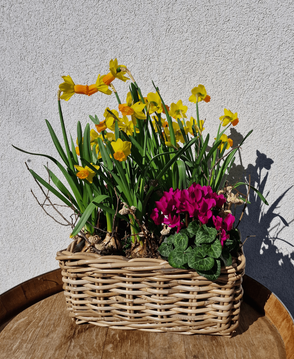 Printemps Radieux célèbre le retour des beaux jours avec une composition florale extérieure lumineuse et pleine de fraîcheur. Composée de jonquilles éclatantes et d’un assortiment de plantes printanières de saison, cette terrine apporte immédiatement couleur et vitalité à un balcon, une terrasse, un jardin ou une entrée. Les jonquilles symbolisent le renouveau, l’optimisme et l’énergie du printemps. Associées à d’autres variétés soigneusement sélectionnées, elles créent une harmonie naturelle et élégante, parfaite pour accueillir la nouvelle saison.