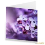 Carte lilas