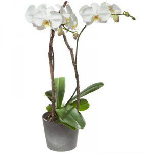 Orchidée Panache (Phalaenopsis) 2 tiges avec cache pot Orchidée Panache (Phalaenopsis) 2 tiges avec cache pot