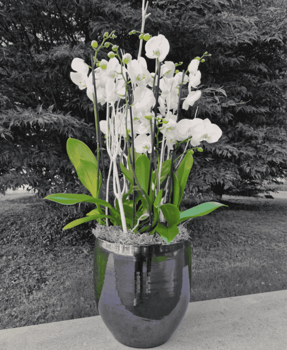 Coupe d’orchidées – Image 2