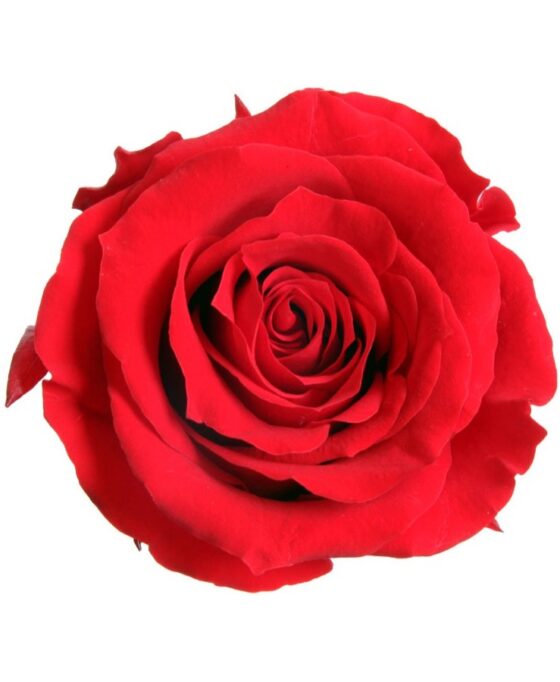 Rose Rouge "Passion Éternelle" à l'Unité