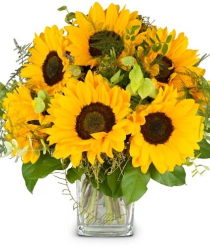 Tournesols à l’état pur