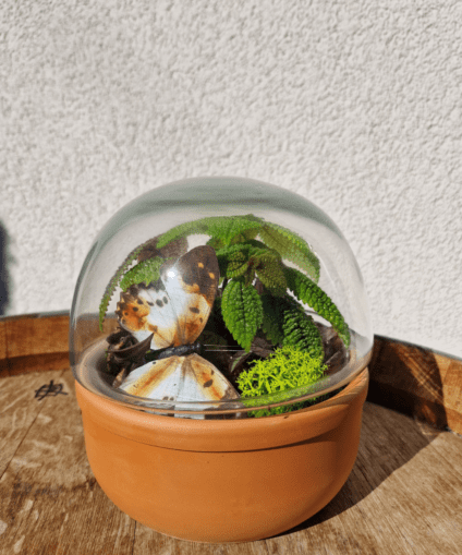 Terra – Natural Balance