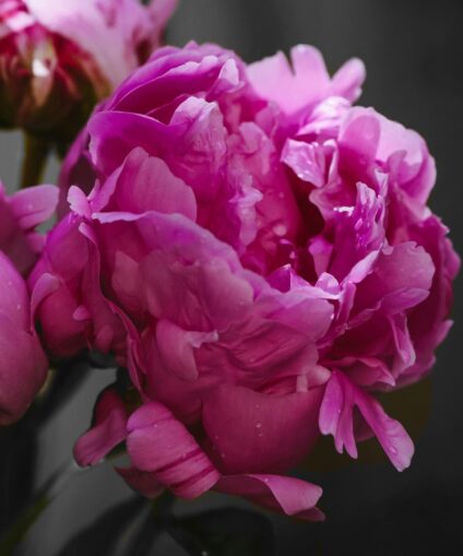 Pivoine