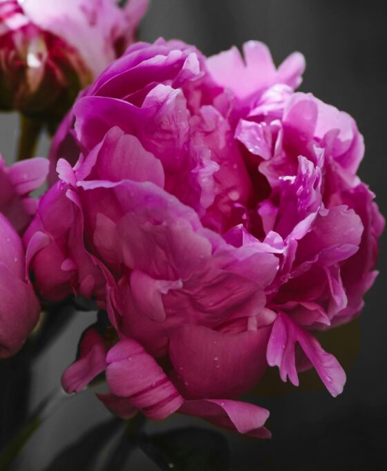 Pivoine