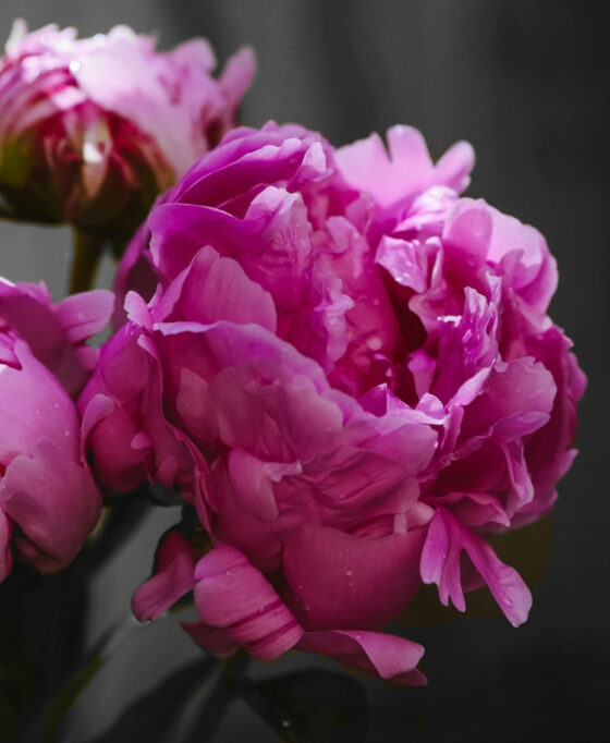Pivoine – Image 3