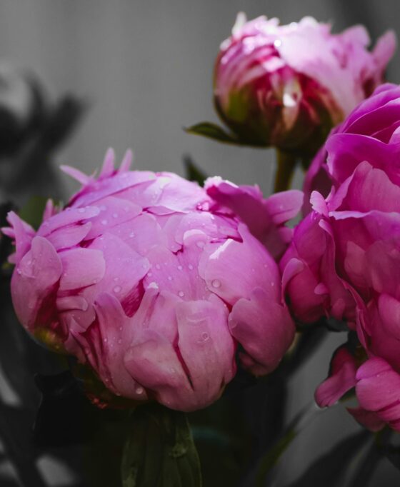 Pivoine – Image 2