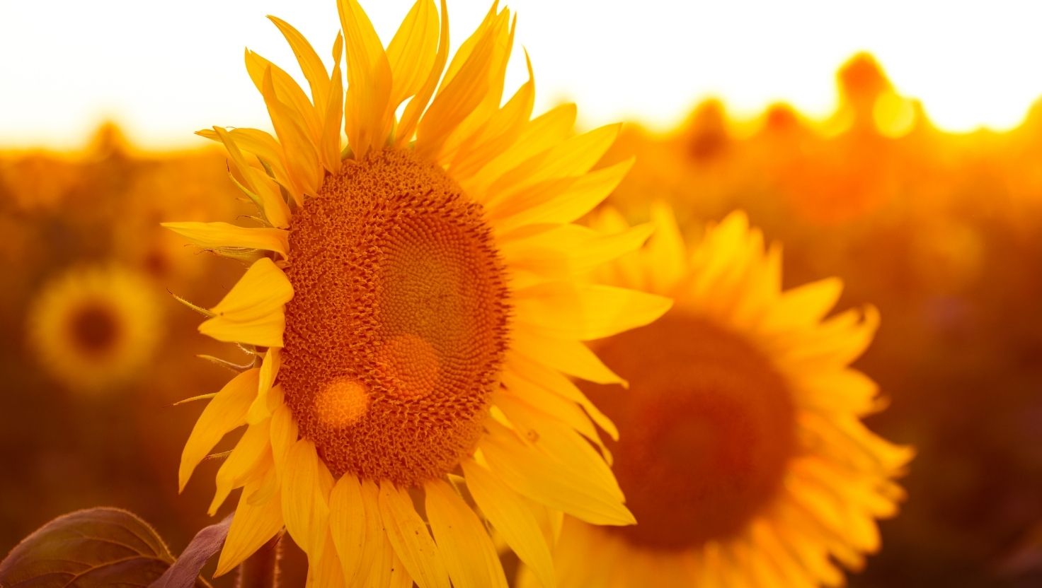 Nos bouquets