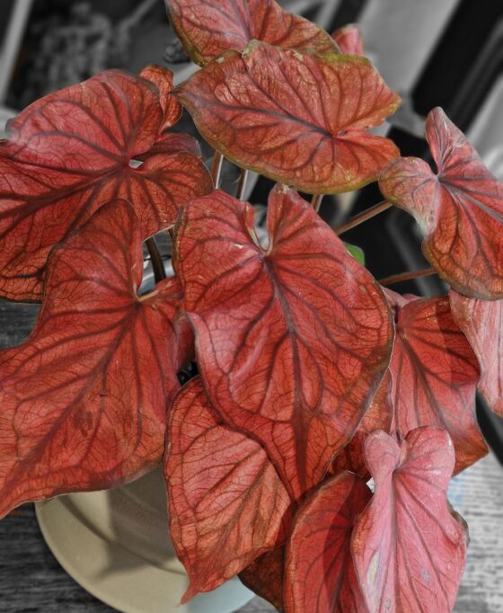 Caladium Red Flash – Image 2