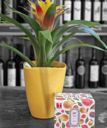 Guzmania x HelloCandle N°039