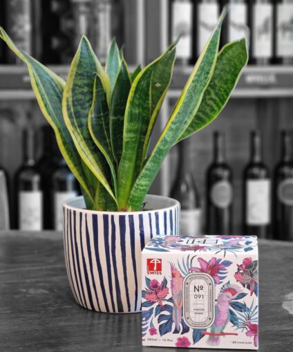 Sanseveria x Hellocandle N°091
