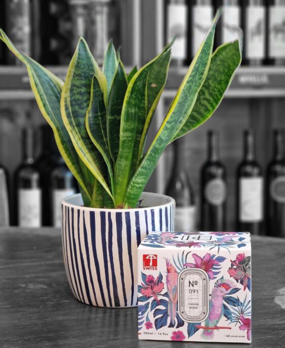 Sanseveria x Hellocandle N°091