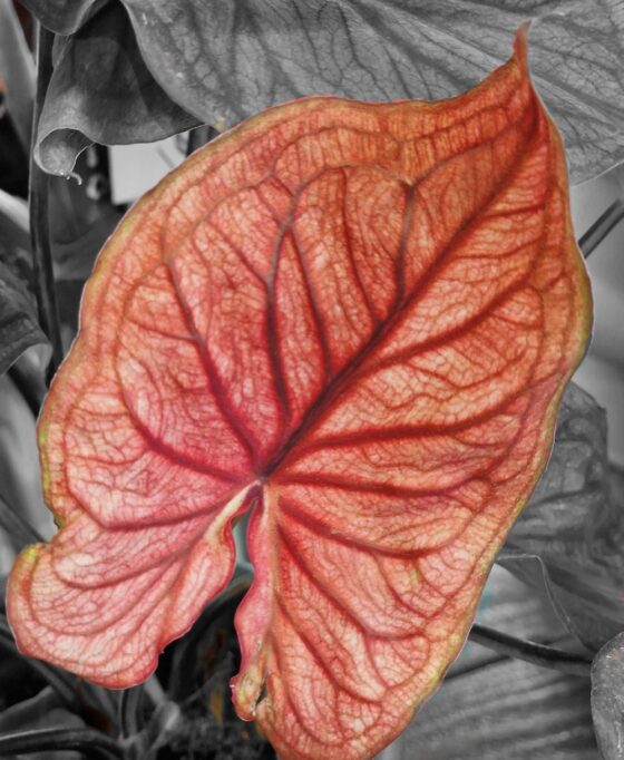 Caladium Red Flash – Image 3