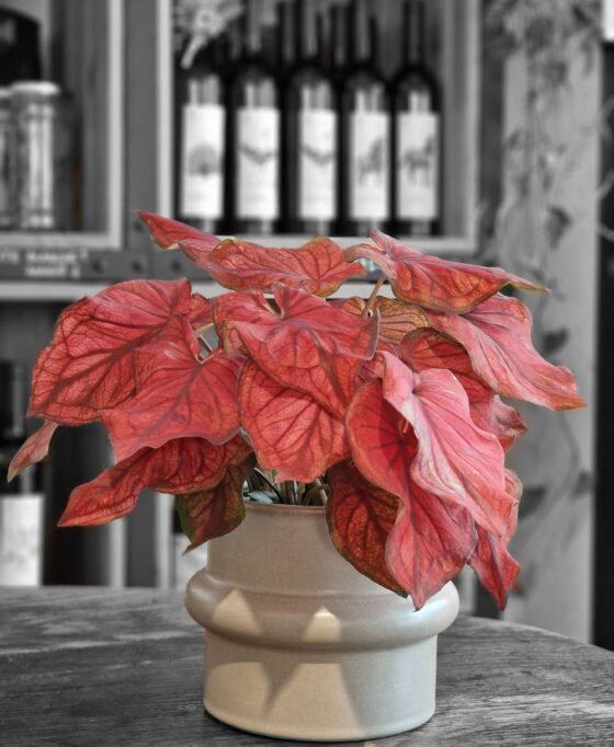 Caladium Red Flash – Image 4