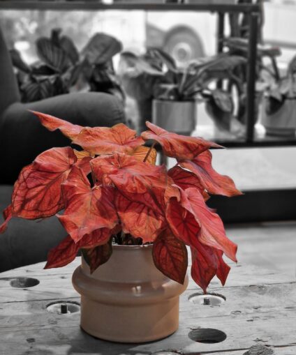 Caladium Red Flash
