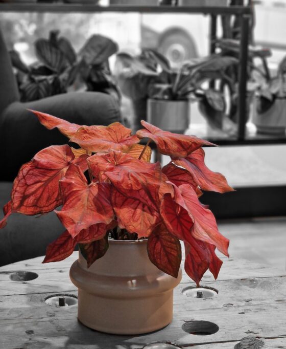 Caladium Red Flash