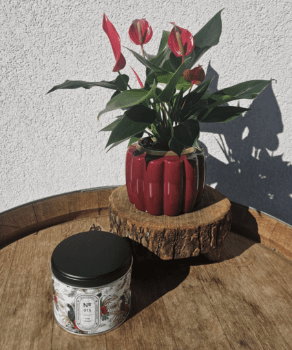 Anthurium x hellocandle No. 015