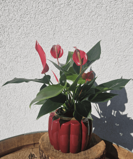 Anthurium with plant pot