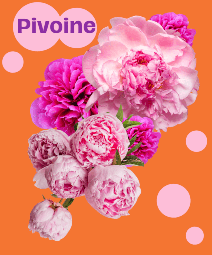 Pivoine