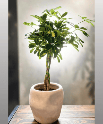Schefflera