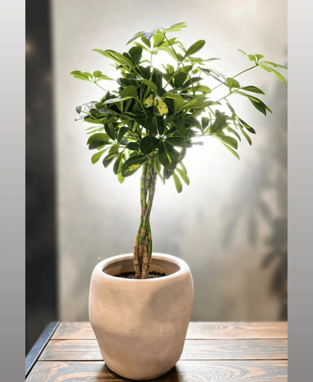 Schefflera